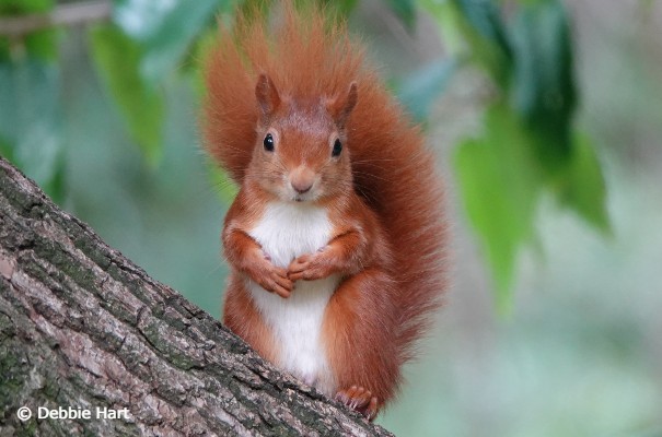 Red Squirrel on the Isle of Wight © Debbie Hart